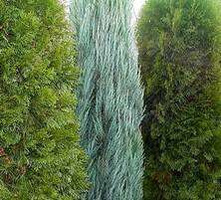 Jałowiec skalny Skyrocket Juniperus scopulorum 1l