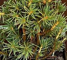 Świerk pospolity Tompa Picea Abies 1l