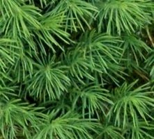 Świerk Biały Conica Compacta Picea Glauca 9