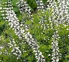 Baptisia błękitna Alba Baptisia australis 1l