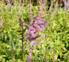 Tawułka chińska Astilbe chinensiss var. Pumila 1l