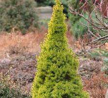 Świerk biały Golden Peak Picea glauca 9