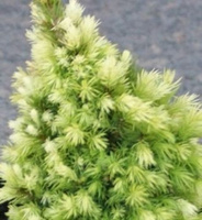 Świerk biały Rainbow's End Picea Glauca 9-1l