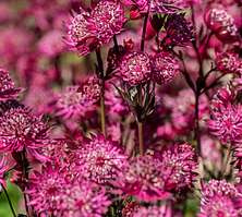 Jarzmianka Astra Red Astrantia hybrida 0,5l - 1l