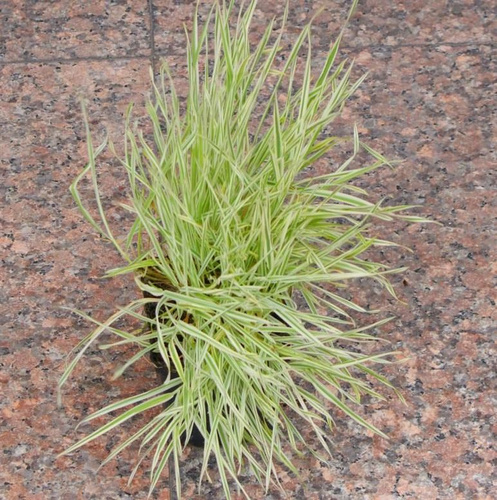 Kłosówka miękka Jackdaws Cream Holcus mollis 9