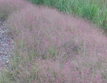 Miłka okazała Eragrostis spectabilis 9