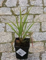 Miłka okazała Eragrostis spectabilis 9