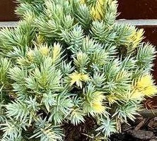 Jałowiec łuskowaty Floriant Juniperus Squamata 1l