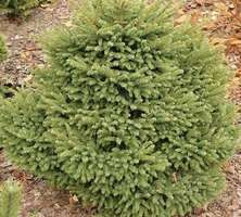 Świerk pospolity Luua Picea Abies 1l