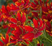 Nachyłek Okółkowy Ladybird Coreopsis Verticilata 9