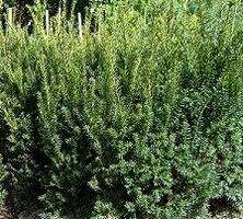 Cis Pośredni Hilli Taxus Media 9-11