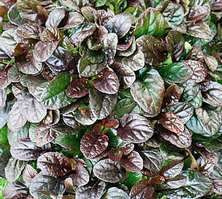Dąbrówka rozłogowa Mahogany Ajuga Reptans