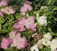 Tawuła japońska Genpei Shirobana Spiraea japonica 9-1l