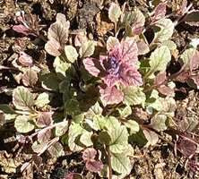 Dąbrówka rozłogowa Burgundy Glow Ajuga Reptans 9