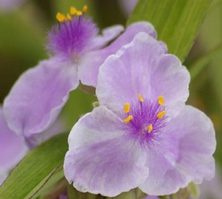 Trzykrotka Andersona Pink Chablis Tradescantia Andersoniana 2l