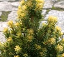 Świerk biały Duble Gold Picea Glauca 1l
