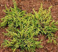 Jałowiec Pospolity Goldschatz Juniperus Communis 1l