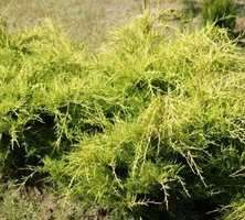 Jałowiec Pośredni Old Gold Juniperus x media 9-1l