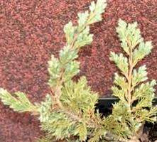 Jałowiec płożący Blue Moon Juniperus horizontalis 1l