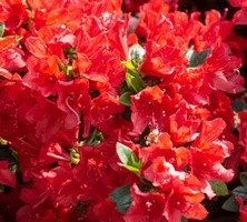 Azalia japońska Hino - Crimson Azalea japonicum 1l