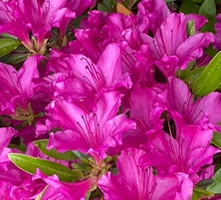 Azalia japońska Blaue Donau Azalea japonicum 1l