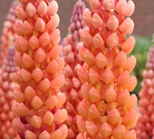Łubin Salmon Star Lupinus hybrida