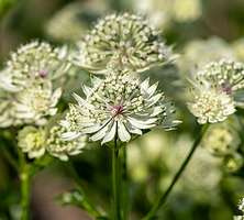 Jarzmianka Astra White Astrantia hybrida 0,5l - 1l