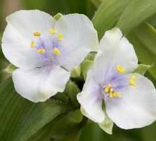 Trzykrotka ogrodowa biała Tradescantia Andersoniana 2l