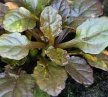 Dąbrówka rozłogowa Rainbow Ajuga Reptans