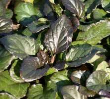 Dąbrówka rozłogowa Catlin's Giant Ajuga Reptans