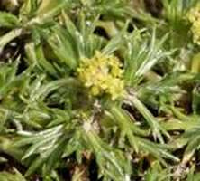 Azorella Trójwidlasta Azorella Trifurcata