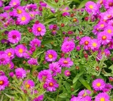 Aster krzaczasty Peter Pan Aster dumosus 9