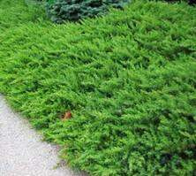 Jałowiec Nadbrzeżny Schlager Juniperus Conferta 9