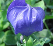 Rozwar wielkokwiatowy Astra Blue Platycodon grandiflorus
