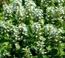 Dąbrówka rozłogowa Alba Ajuga Reptans