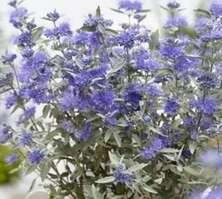 Barbula Sterling Silver Caryopteris Clandonensis 1l