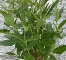 Barbula Grand Blue Caryopteris Clandonensis 1l