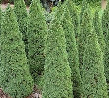 Świerk biały Pinochio Picea glauca 9-1l