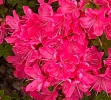 Azalia japońska Canzonetta Azalea japonicum 1l