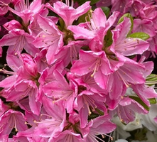 Azalia japońska Kermesina Rosea Azalea japonicum 1l