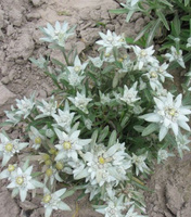 Szarotka alpejska Star of Alps Leontopodium Alpinum