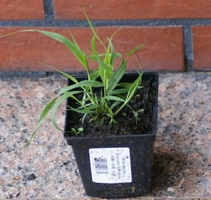 Miłka okazała Eragrostis spectabilis 9