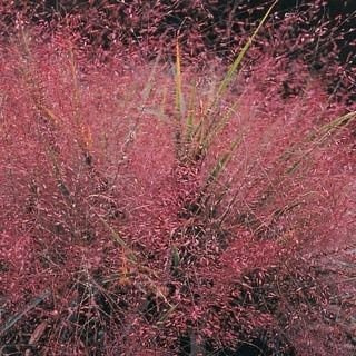 Miłka okazała Eragrostis spectabilis 9