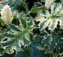 Akant miękki Whitewater Acanthus mollis 0,5l - 1l