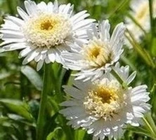 Aster alpejski Christine Aster alpinus 9