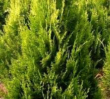 Cyprysik Lawsona Stardust Chamaecyparis Lawsoniana 9-1l