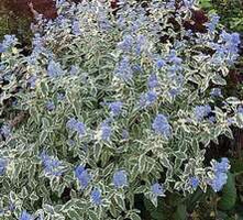 Barbula White Surprise Caryopteris Clandonensis 1l