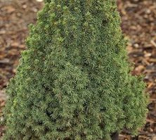 Świerk Biały Conica Sport Picea Glauca 9