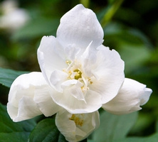 Jaśminowiec Polar Star Philadelphus 1l