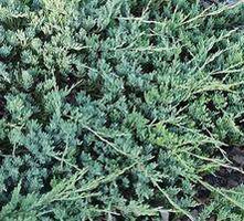 Jałowiec płożący Jade River Juniperus horizontalis 11